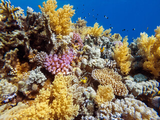 Wall Mural - colorful corals and exotic fishes at the bottom of the red sea. beautiful natural summer background