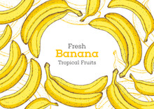 Banana Fruit Hand Drawn Frame. Vector Illustration. Design, Package, Brochure Illustration. Hand Drawn Banana Fruits Design Template. Organic Fresh Food Vector Illustration.