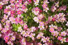 Saxifraga Pink Flower In The Garden