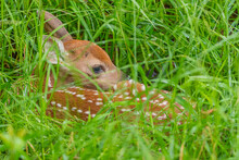 Cute Newborn Deer Fawn Lying In Tall Grass In Field