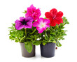 Red and purple petunia in pots.