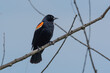 Red winged blackbird perched on tree branch with blue sky