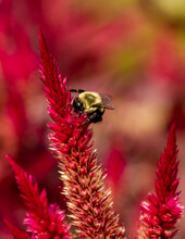 Bumblebee On A Red Flower