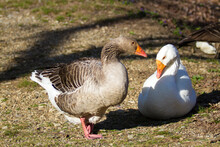 Pair Of Tolouse Geese