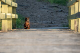 Fototapeta Pomosty - kot na moście zachód słońca