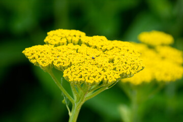 Yarrow plant. Yellow flowers that are beneficial for health. Plants in the botanical park. Selective focus.