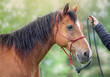 Horse and horseman in the meadow. Caring for a horse. Natural horsemanship . Black rope. Red halter