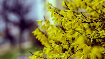 Wall Mural - Blooming yellow forsythia. Spring blooming plant.