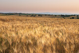 Fototapeta Na sufit - Barley field at sunrise with ears of barley close up in the foreground and hills in the background