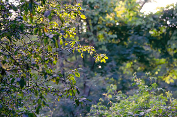 City park tree branches with sunlight in the sunset in spring or summer