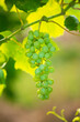 Bunch of green grapes hanging on a vineyard vine.