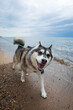 Adorable Husky dog walking on the beach.