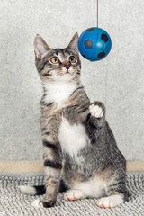 Wall Mural - A striped mongrel kitten plays with a blue small ball.