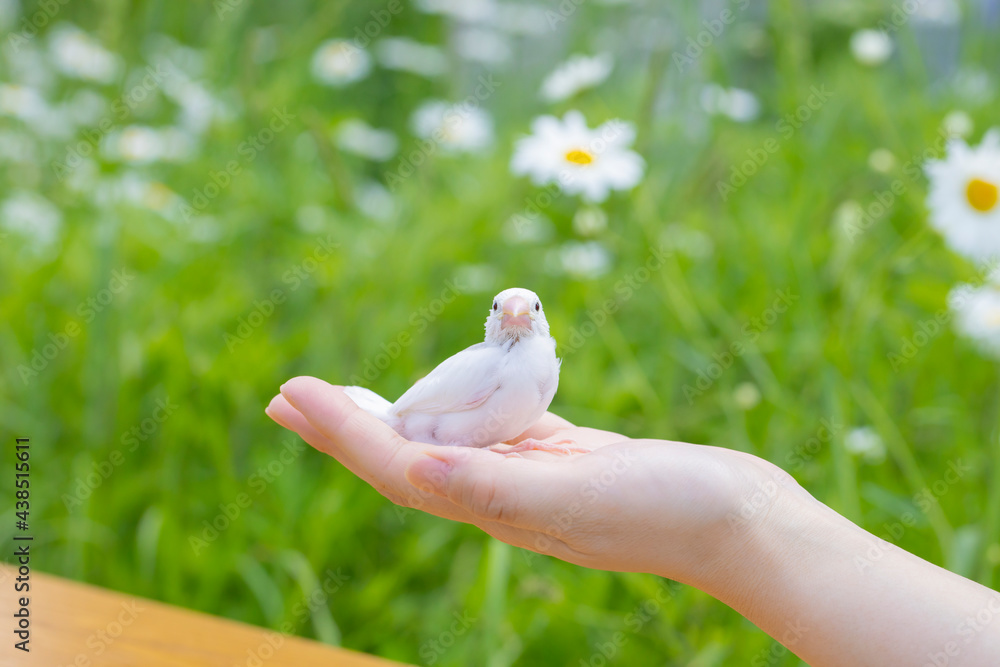 マーガレットの花畑背景の白文鳥のヒナ Stock Photo | Adobe Stock