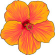 Hibiscus flower hand drawing isolated on white background.