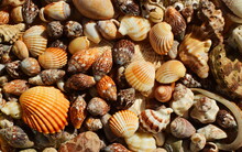 A Bunch Of Small Sea Shells