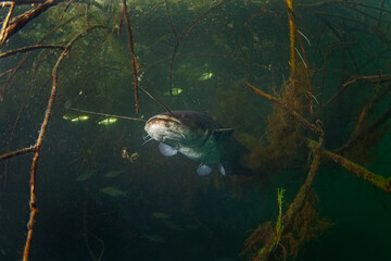 Catfish hiding among branches. Calm wels catfish in the lake. Big fish underwater. Fish life in fresh water. 