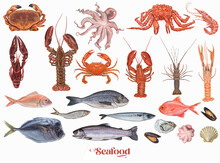 Vector Hand Drawn Set Of Seafood Icons. Lobster, Salmon, Crab, Shrimp, Octopus, Squid And Clams. Restaurant Menu Objects Watercolor Style