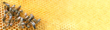 Bees Eat Nectar And Honey In A Honeycomb Cell On A Frame. Banner. Beekeeping
