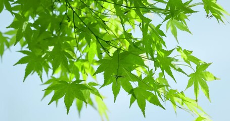 Fotomurales - Green leaves of maple tree close up