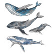 Watercolor set of 4 humpback whales.