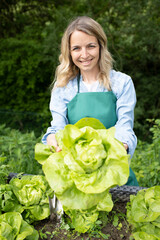 Wall Mural - pretty blonde young woman harvesting fresh lettuce from raised bed, vegetable patch in garden and is happy