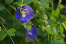 Close Up Of Blue Pea Flower Or Asian Pigeonwings (Clitoria Ternatea), These Vine Plant Is A Blue Variation Of Butterfly Pea Or In Indonesia Called Kembang Telang
