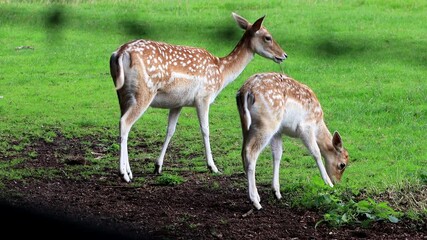 fallow deer in a wildlife park
