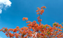 Red Royal Poinciana Flowers Bloom In Summer Sun And Blue Sky Background