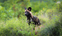 Wild Dog Greater Kruger Park, South Africa
Seen On Safari Out Hunting With The Pack
Timbavati Private Game Reserve 