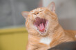 Recognizing dental problems in pets