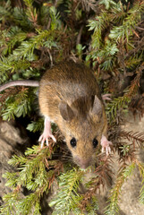 Sticker - Waldmaus // Wood mouse (Apodemus sylvaticus)