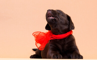 Wall Mural - puppy labrador retriever and red bow