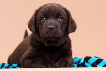 Poster - chocolate labrador puppy lies in the studio