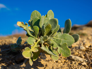 Succulent plants in natural habitat