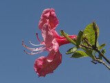 Fototapeta Desenie - Side view of a single red flower of a rhododendron bush