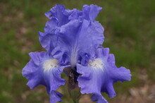 Light Blue Iris With White Shades