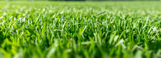 Close up of green lawn on a sunny day. Selective focus.