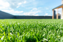 Close Up Of Green Lawn On A Sunny Day. Blue Sky On The Background. Selective Focus