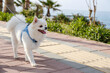 Funny looking pomeranian spitz wearing blue harness on the beach. Adorable white coated pom dog outside on the walk. Portrait, close up, copy space for text, ocean background.