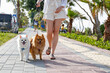 Young woman walking her two pomeranian spitz pups wearing harness on the beach. Couple of adorable red and white coated pom dogs outside on the walk. Close up, copy space for text, ocean background.