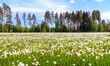 A large field of dandelions. White fluffy dandelions are blooming. Summer background. Medicinal plants. Food for pets.