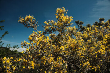 yellow flowers branches under the blue sky evening