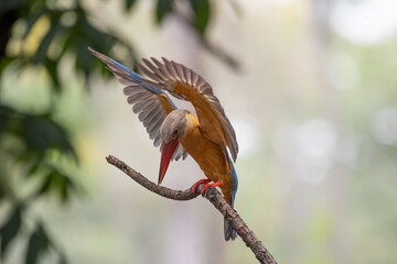 Wall Mural - Bird, Stork-billed Kingfisher, Perched, Tree branch, green leaves, waiting patiently