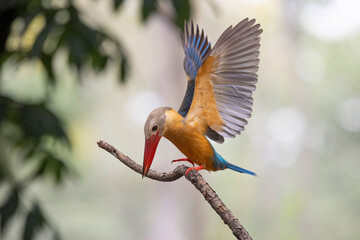 Wall Mural - Bird, Stork-billed Kingfisher, Perched, Tree branch, green leaves, waiting patiently