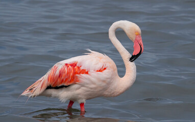 Poster - pink flamingos in their natural ecosystem
