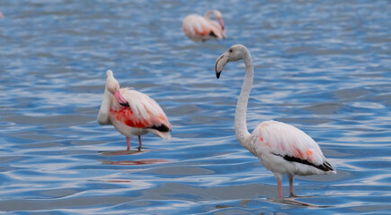 Poster - pink flamingos in their natural ecosystem
