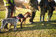 Hunting dogs waiting to get command from gamekeeper.