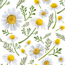 Cute Yellow Daisies. Summer And Spring Background. Wildlife Set, Botanical Illustration. Texture For Fabric, Paper