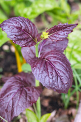 Asian greens - mustard Bloody Mary dark purple red and green baby leaves texture, growing in the spring garden close up, fresh healthy food, diet and self sufficency gardening concept	